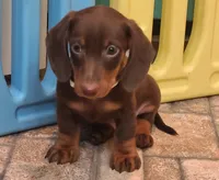 Willy, a male Miniature Dachshund for sale in Ava, MO – 1 of 10