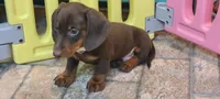 Willy, a male Miniature Dachshund for sale in Ava, MO – 10 of 10