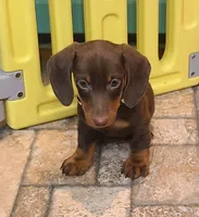 Willy, a male Miniature Dachshund for sale in Ava, MO – 3 of 10