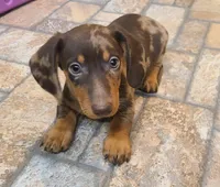 Dallas , a male Miniature Dachshund for sale in Ava, MO – 5 of 10