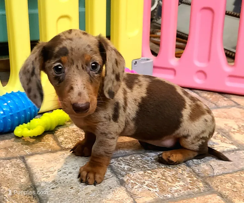 Nickles – Miniature Dachshund puppy on hold in Ava, MO
