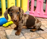 Nickles, a female Miniature Dachshund for sale in Ava, MO – 1 of 10