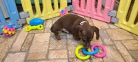 Rondo, a male Miniature Dachshund for sale in Ava, MO – 2 of 10