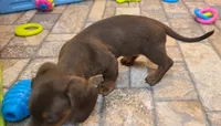 Chubs, a male Miniature Dachshund for sale in Ava, MO – 9 of 10