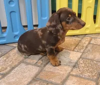Dallas , a male Miniature Dachshund for sale in Ava, MO – 9 of 10
