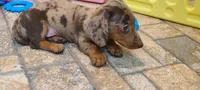 Nickles, a female Miniature Dachshund for sale in Ava, MO – 8 of 10