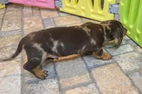 Dallas , a male Miniature Dachshund for sale in Ava, MO – 6 of 10