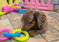 Nickles, a female Miniature Dachshund for sale in Ava, MO – 7 of 10