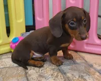 Jac, a male Miniature Dachshund for sale in Ava, MO – 6 of 10