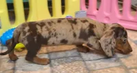 Nickles, a female Miniature Dachshund for sale in Ava, MO – 3 of 10