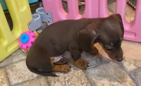 Jac, a male Miniature Dachshund for sale in Ava, MO – 5 of 10