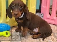 Rondo, a male Miniature Dachshund for sale in Ava, MO – 1 of 10