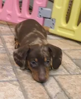 Dallas , a male Miniature Dachshund for sale in Ava, MO – 3 of 10