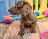 Nickles, a female Miniature Dachshund for sale in Ava, MO – 10 of 10