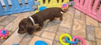 Rondo, a male Miniature Dachshund for sale in Ava, MO – 7 of 10
