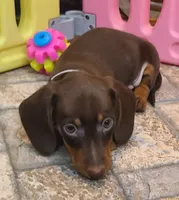 Rondo, a male Miniature Dachshund for sale in Ava, MO – 6 of 10