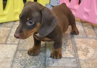 Willy, a male Miniature Dachshund for sale in Ava, MO – 5 of 10