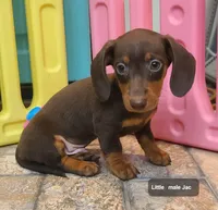 Jac, a male Miniature Dachshund for sale in Ava, MO – 1 of 10