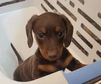 Chubs, a male Miniature Dachshund for sale in Ava, MO – 1 of 10