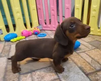 Chubs, a male Miniature Dachshund for sale in Ava, MO – 8 of 10