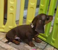 Rondo, a male Miniature Dachshund for sale in Ava, MO – 4 of 10