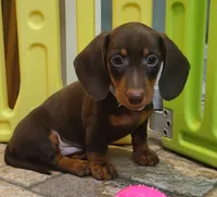 Rondo, a male Miniature Dachshund for sale in Ava, MO – 9 of 10