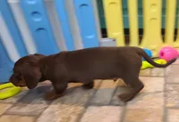 Chubs, a male Miniature Dachshund for sale in Ava, MO – 10 of 10