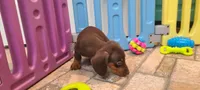 Jac, a male Miniature Dachshund for sale in Ava, MO – 9 of 10