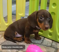 Rondo, a male Miniature Dachshund for sale in Ava, MO – 5 of 10