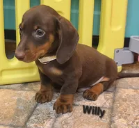 Willy, a male Miniature Dachshund for sale in Ava, MO – 2 of 10