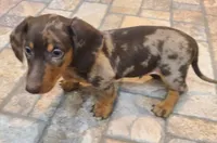 Dallas , a male Miniature Dachshund for sale in Ava, MO – 10 of 10
