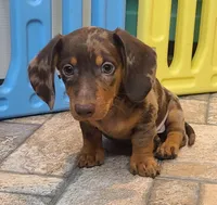 Dallas , a male Miniature Dachshund for sale in Ava, MO – 2 of 10