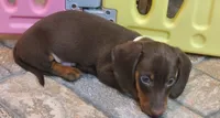 Willy, a male Miniature Dachshund for sale in Ava, MO – 8 of 10