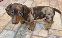 Dallas , a male Miniature Dachshund for sale in Ava, MO – 7 of 10