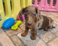 Nickles, a female Miniature Dachshund for sale in Ava, MO – 2 of 10
