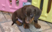 Willy, a male Miniature Dachshund for sale in Ava, MO – 6 of 10