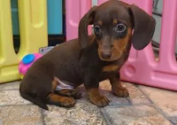 Jac, a male Miniature Dachshund for sale in Ava, MO – 4 of 10