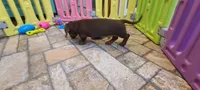 Chubs, a male Miniature Dachshund for sale in Ava, MO – 6 of 10