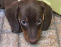 Willy, a male Miniature Dachshund for sale in Ava, MO – 7 of 10