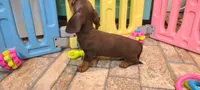 Jac, a male Miniature Dachshund for sale in Ava, MO – 10 of 10