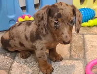 Nickles, a female Miniature Dachshund for sale in Ava, MO – 4 of 10