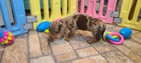 Nickles, a female Miniature Dachshund for sale in Ava, MO – 6 of 10
