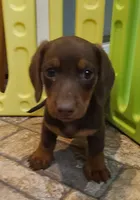 Chubs, a male Miniature Dachshund for sale in Ava, MO – 2 of 10