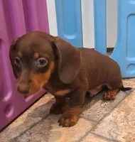 Jac, a male Miniature Dachshund for sale in Ava, MO – 2 of 10