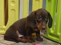 Rondo, a male Miniature Dachshund for sale in Ava, MO – 3 of 10