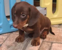 Willy, a male Miniature Dachshund for sale in Ava, MO – 9 of 10