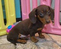 Jac, a male Miniature Dachshund for sale in Ava, MO – 3 of 10