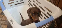 Chubs, a male Miniature Dachshund for sale in Ava, MO – 7 of 10