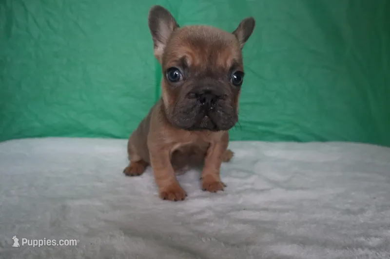 Teddy🧸 – French Bulldog puppy for sale in Milwaukee, WI