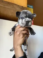Cosmic, a male French Bulldog for sale in Milwaukee, WI – Photo 2 of 2